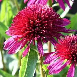 Echinacea Blueberry Cheesecake (Solhatt)