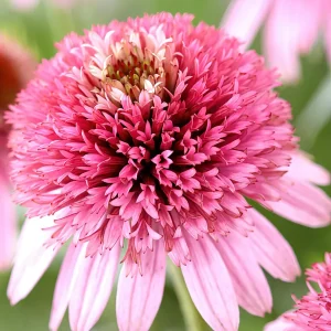 Echinacea Butterfly Kisses (Solhatt)