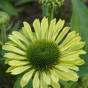 Echinacea Green Jewel (Solhatt)