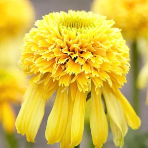 Echinacea Lemon Drop (Solhatt)