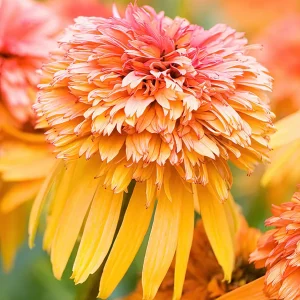 Echinacea Marmalade (Solhatt)
