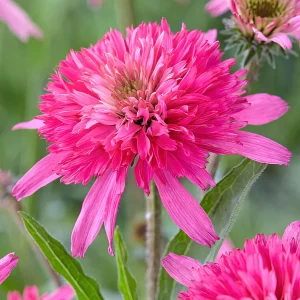Echinacea Mini Belle (Solhatt)