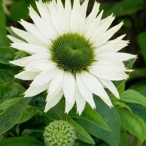 Echinacea Virgin (Solhatt)