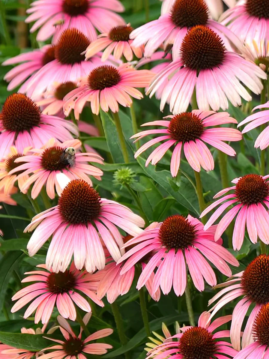 Echinacea Rainbow Marcella (Solhatt) - Bild 3