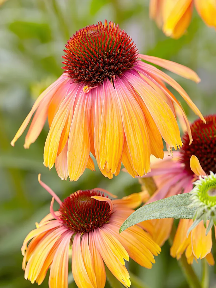 Echinacea Rainbow Marcella (Solhatt)