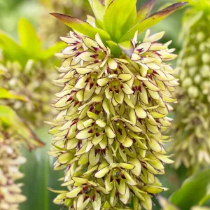 Eucomis	Bicolor (Ananasblomma)