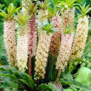 Eucomis Comosa Mixed (Ananaslilja)