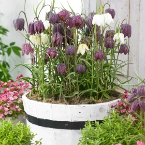 Fritillaria Meleagris (Kungängslilja)