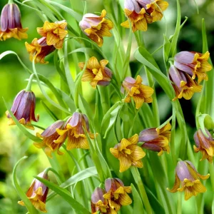 Fritillaria Uva-Vulpis (Grå klocklilja)