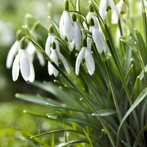 Galanthus Elwesii (Turkisk snödroppe)