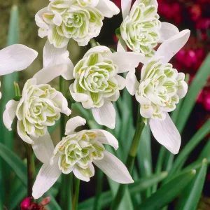Galanthus Nivalis Flore Pleno
