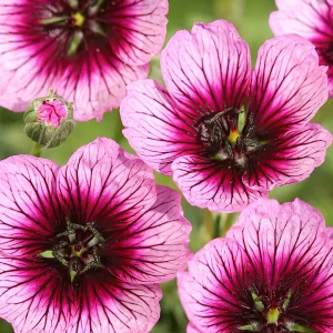 Näva Jolly Jewel Violet