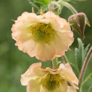 Geum Apricot Pearl