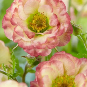 Geum Cosmopolitan