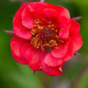 Nejlikrot 'Flames of Passion' (Geum)