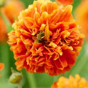 Nejlikrot 'Orange Pumpkin' (Geum)
