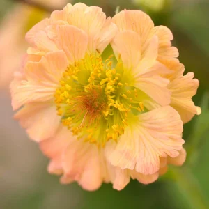 Nejlikrot 'Totally Tangerine' (Geum)