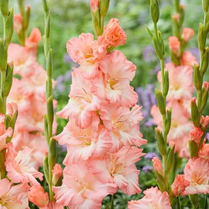 Gladiolus Monte Gordo