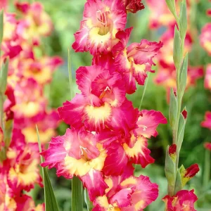 Gladiolus Far West
