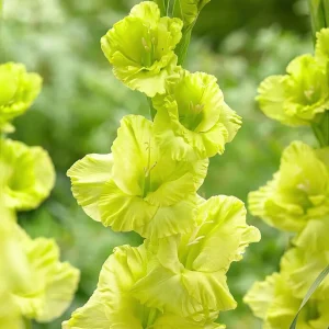 Gladiolus Green Star