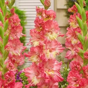 Gladiolus Mango Muse