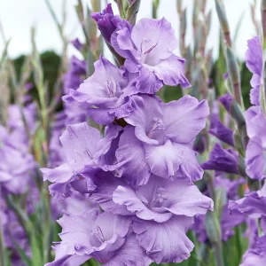 Gladiolus 'Milka' (Sabellilja)