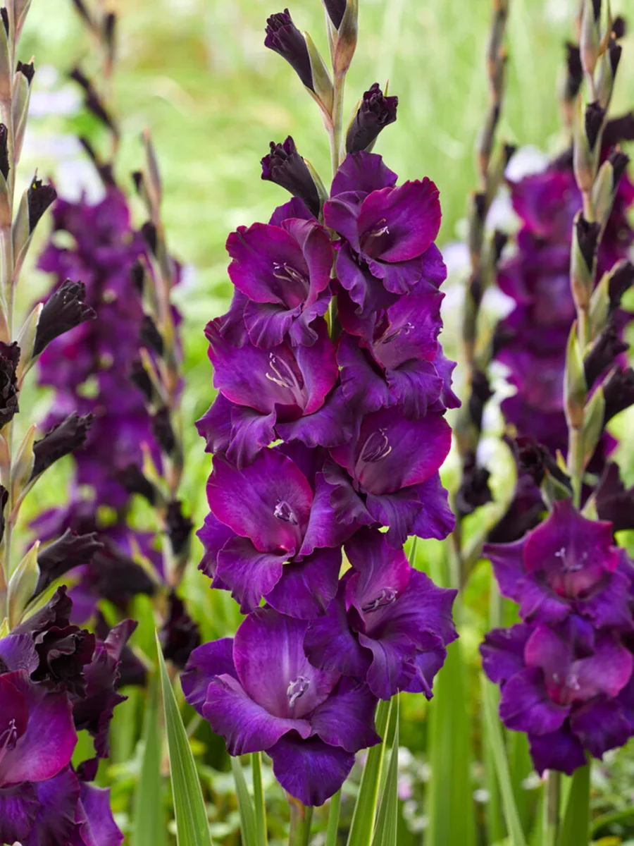 Gladiolus 'Mombasa' (Sabellilja) - Bild 2