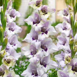 Gladiolus Verax