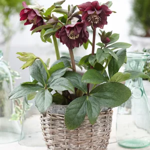 Julros Double Ellen Purple
