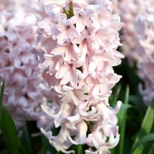 Hyacint Pink Surprise