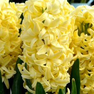 Hyacint Yellow Queen