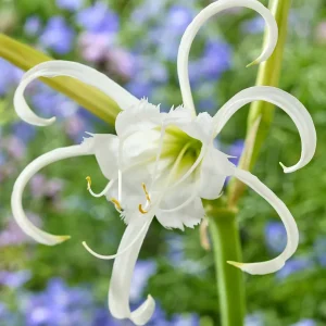 Hymenocallis Festalis Zwanenburg