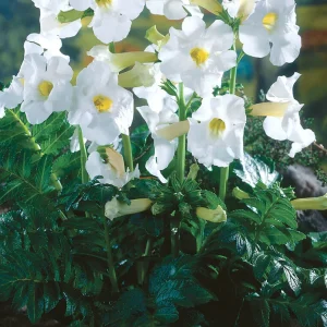 Incarvillea Delavayi 'Snowtop' (Trädgårdsgloxinia)