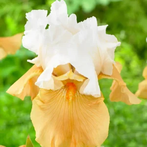 Skäggiris 'Pumpkin Cheesecake' (Iris Germanica)
