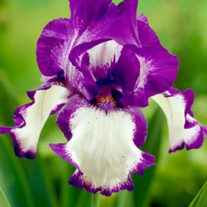 Skäggiris 'Stepping Out' (Iris Germanica)