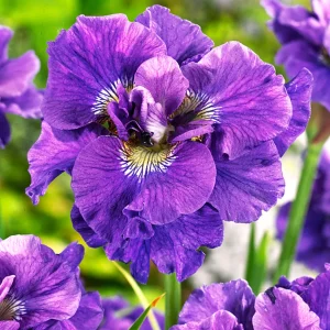 Sibirisk Iris 'Concord Crush' (Iris Sibirica)