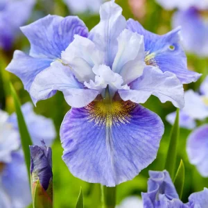 Sibirisk Iris 'Mission Bay' (Iris Sibirica)