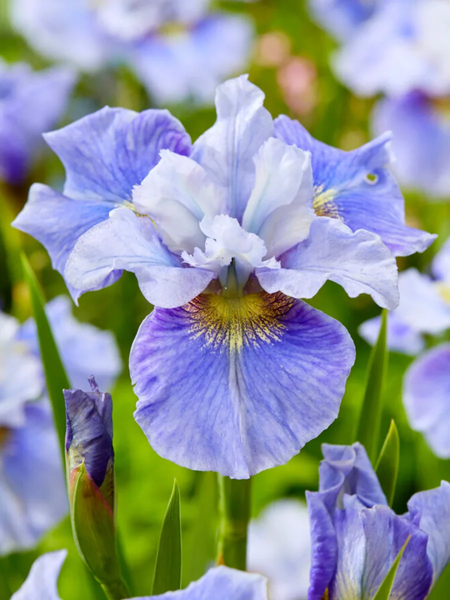 Sibirisk Iris 'Mission Bay' (Iris Sibirica) - Bild 2