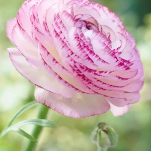 Ranunkel Pink Picotee