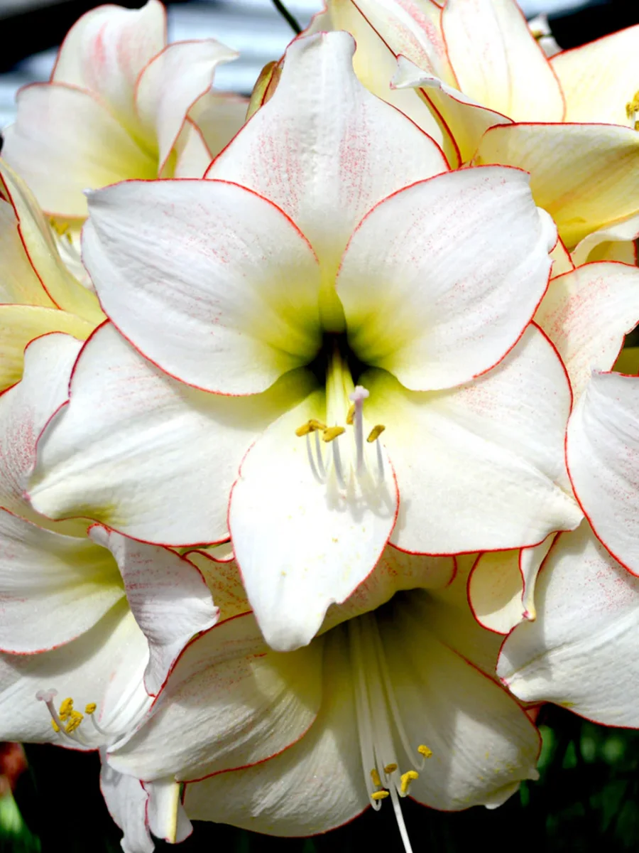 Amaryllis Picotee - Bild 7