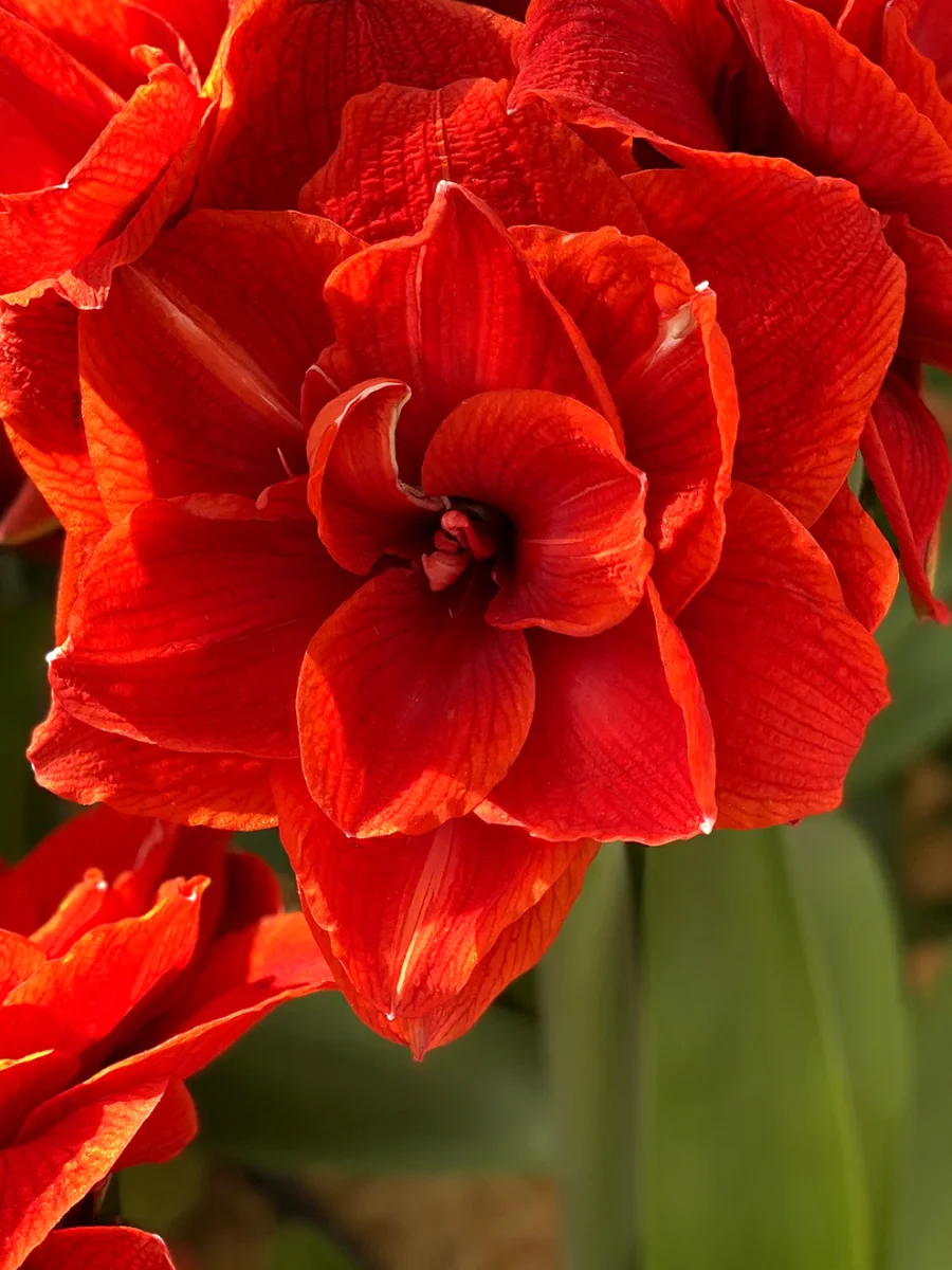 Dubbel Amaryllis Red Nymph - Bild 2