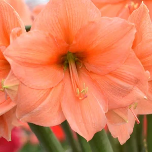 Amaryllis Rilona