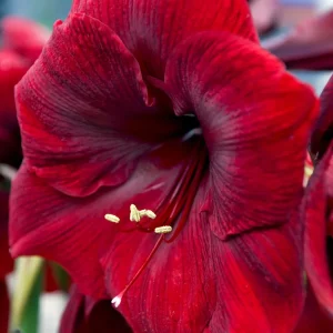 Amaryllis Royal Velvet