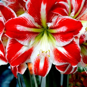 Amaryllis Spartacus