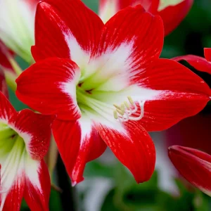 Amaryllis Tres Chic