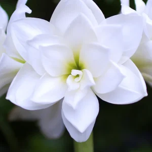 Dubbel Amaryllis White Nymph