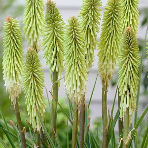 Fackellilja Green Jade (Kniphofia)