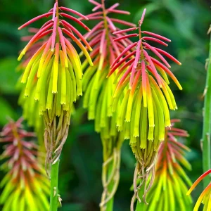 Fackellilja Rufa Rasta (Kniphofia)