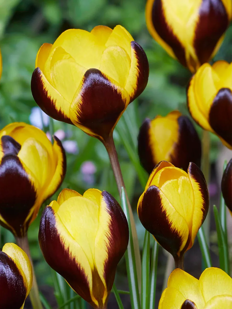 Krokus Queen Bee - Bild 5