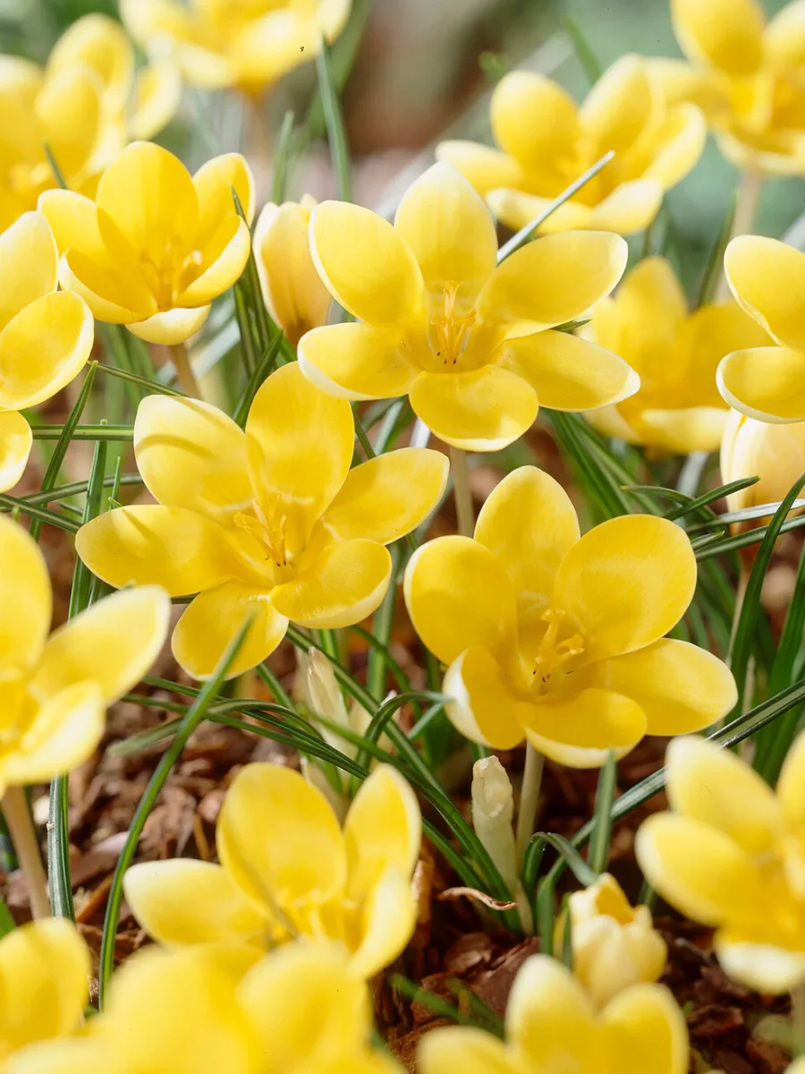 Krokus Romance